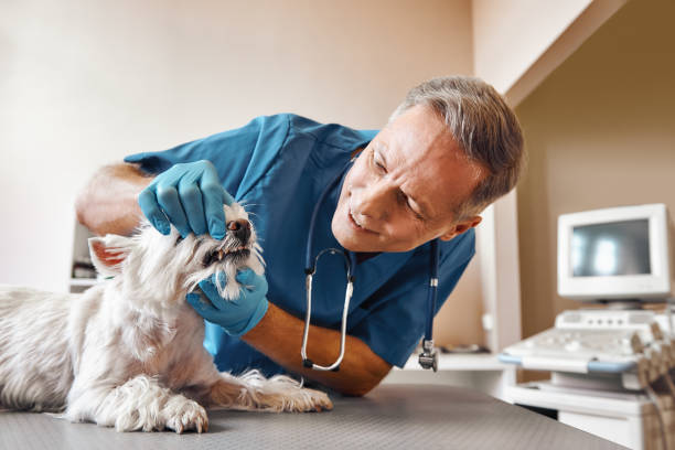 Best Emergency Treatment for Dental Infections or Abscesses in Marion, WI
